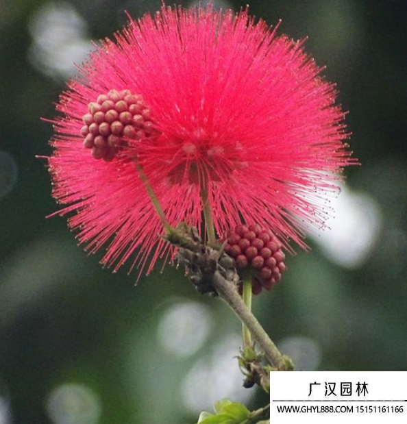 絨球花