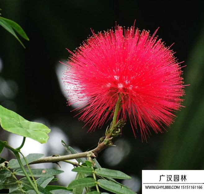 絨球花