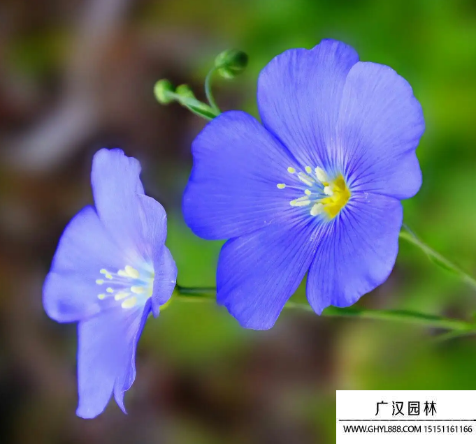 藍花亞麻