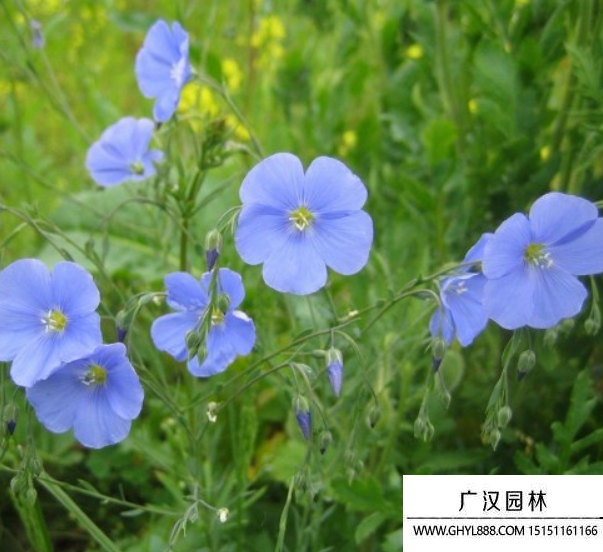 藍花亞麻
