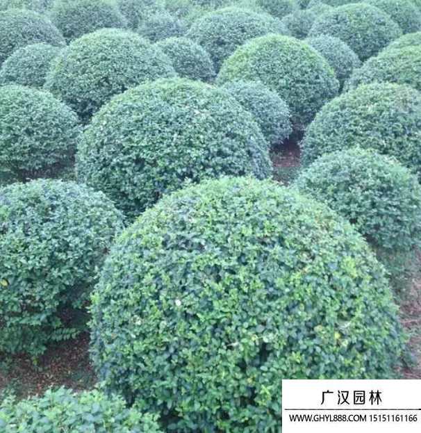 水蠟球