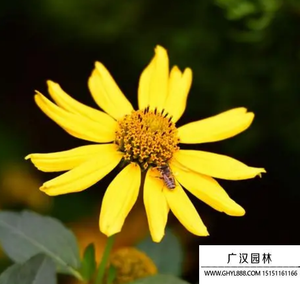賽菊芋