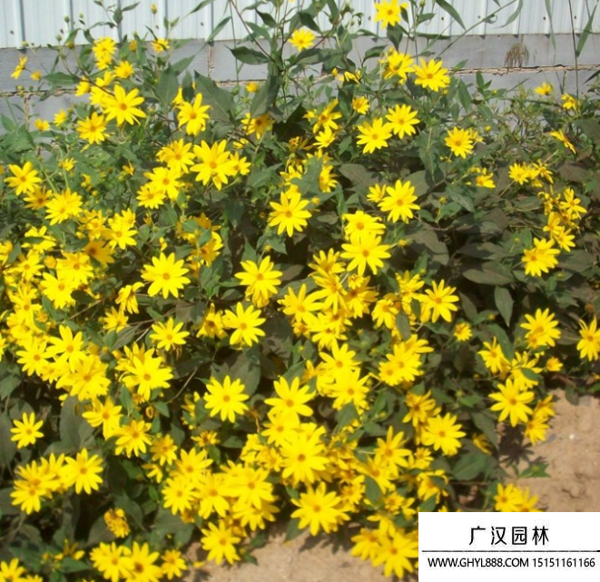 賽菊芋