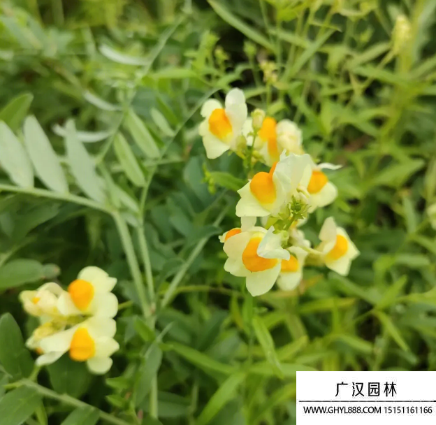 柳穿魚