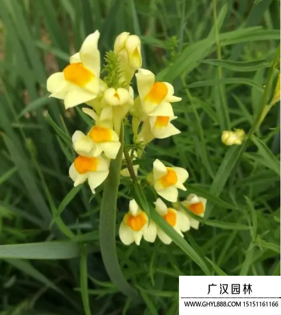 柳穿魚