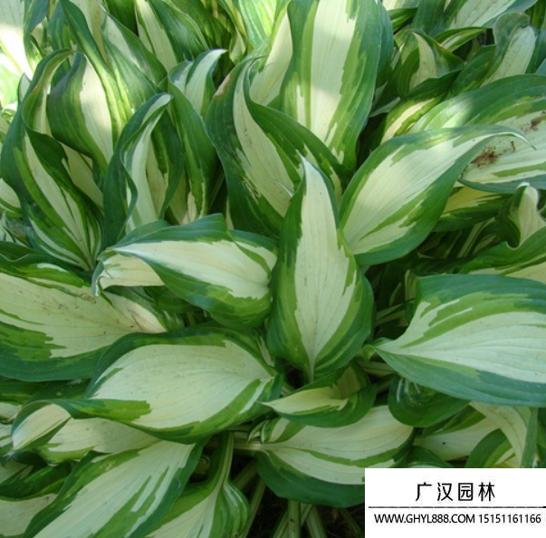 花葉玉簪