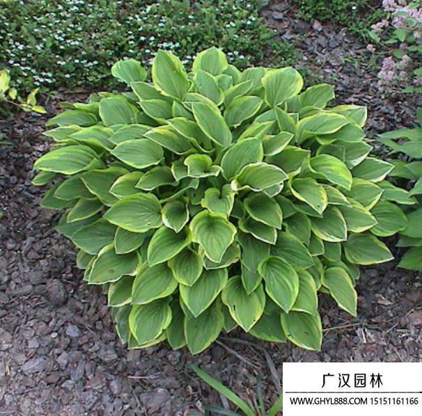 花葉玉簪