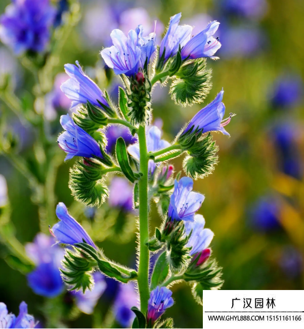 藍薊