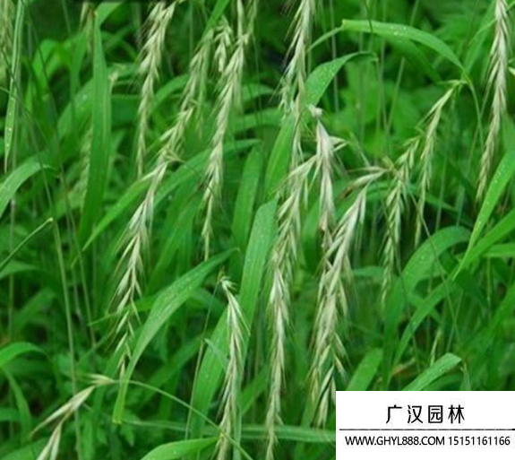 大麥草