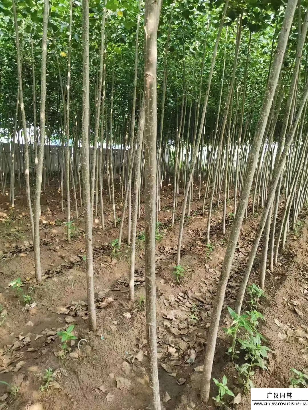 無絮楊-品種3804