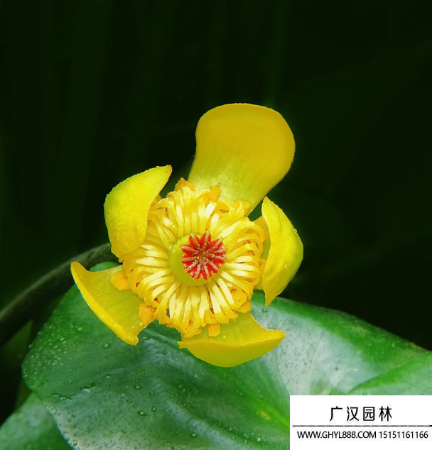 黃金蓮