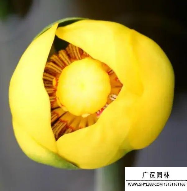 黃金蓮