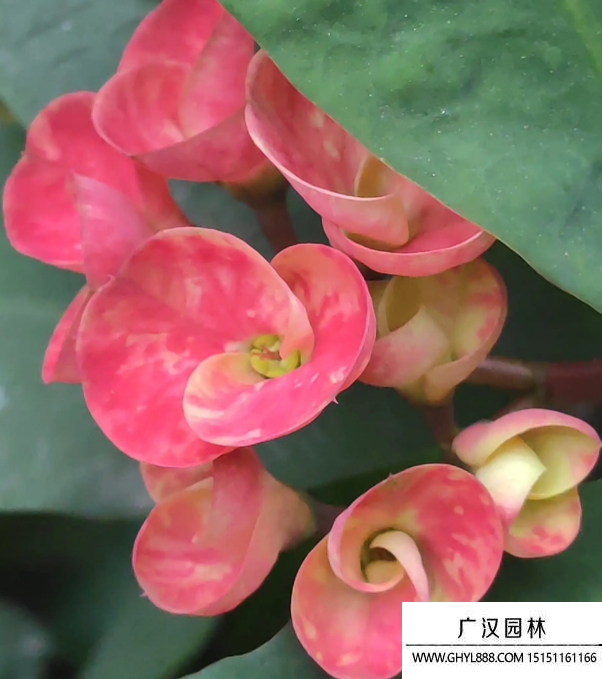 鐵海棠