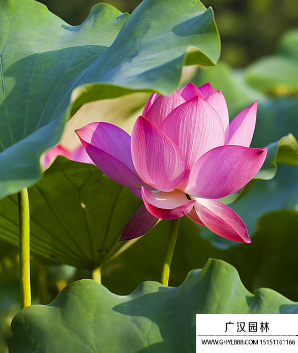 蓮花