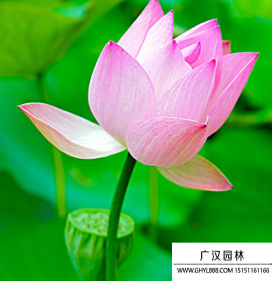 蓮花