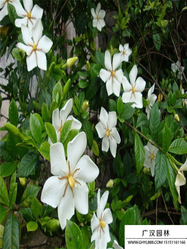 梔子花