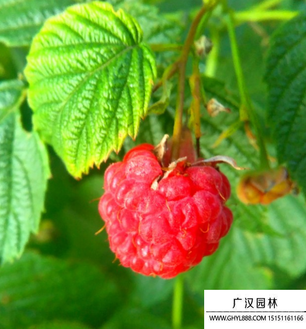 樹莓
