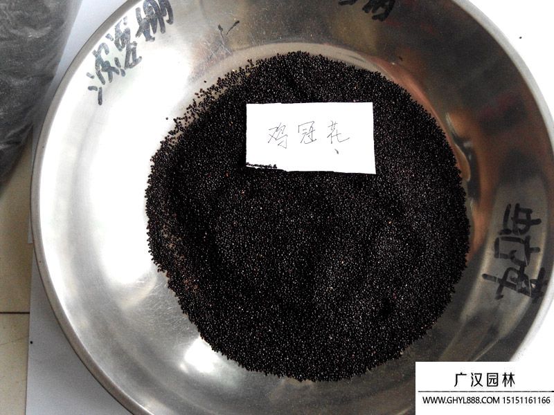 雞冠花種子