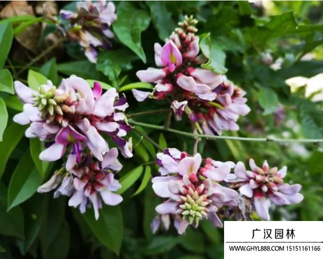 雞血藤