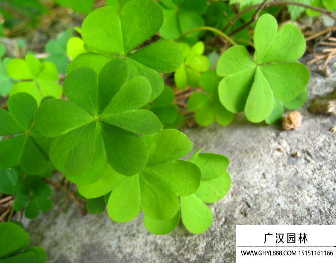 四葉草