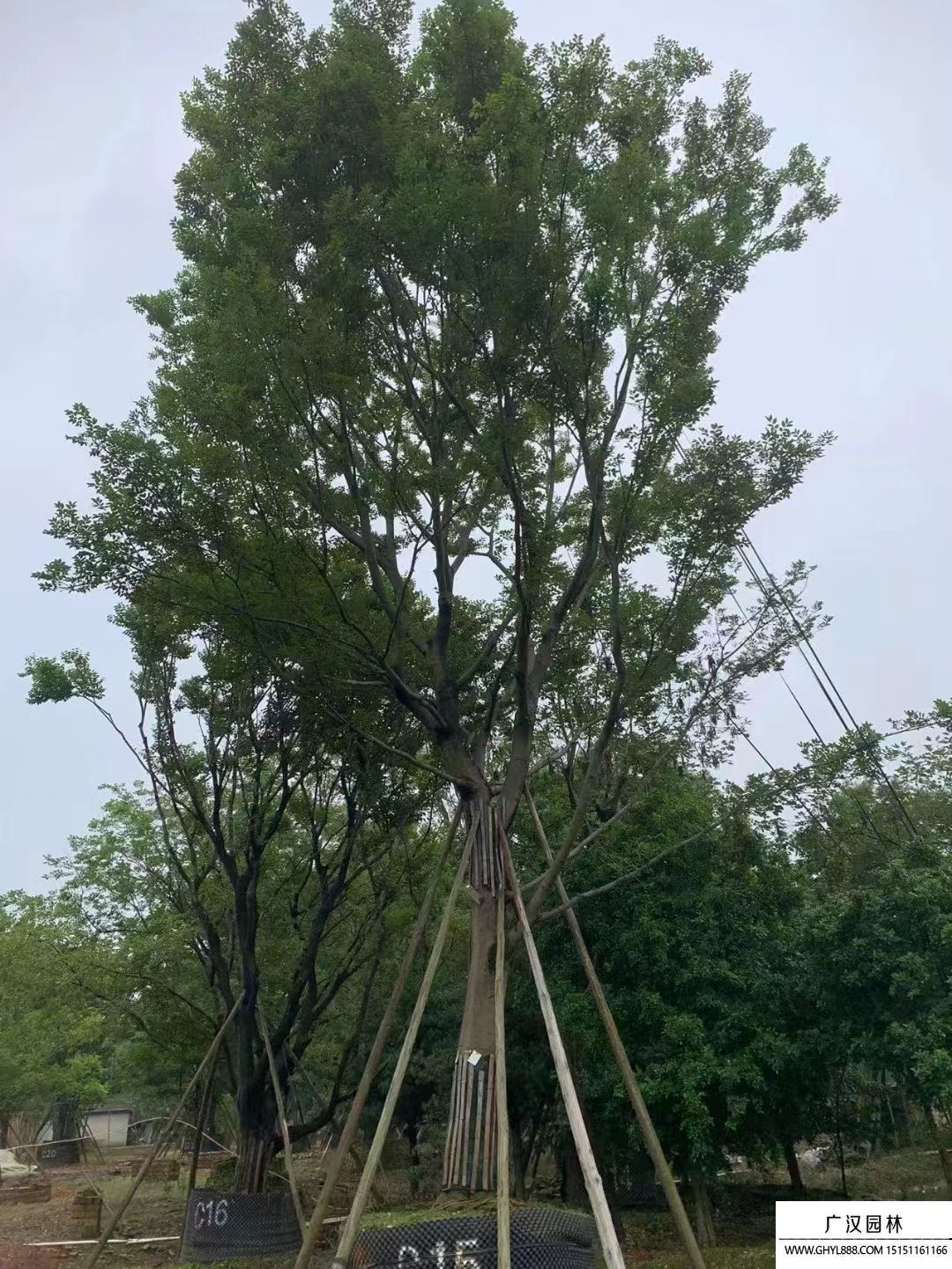 樸樹