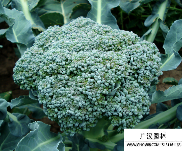 西藍花