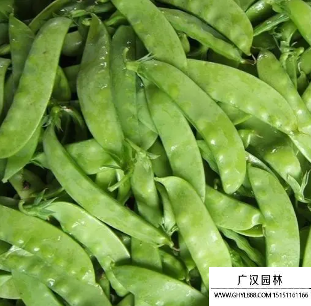 荷蘭豆
