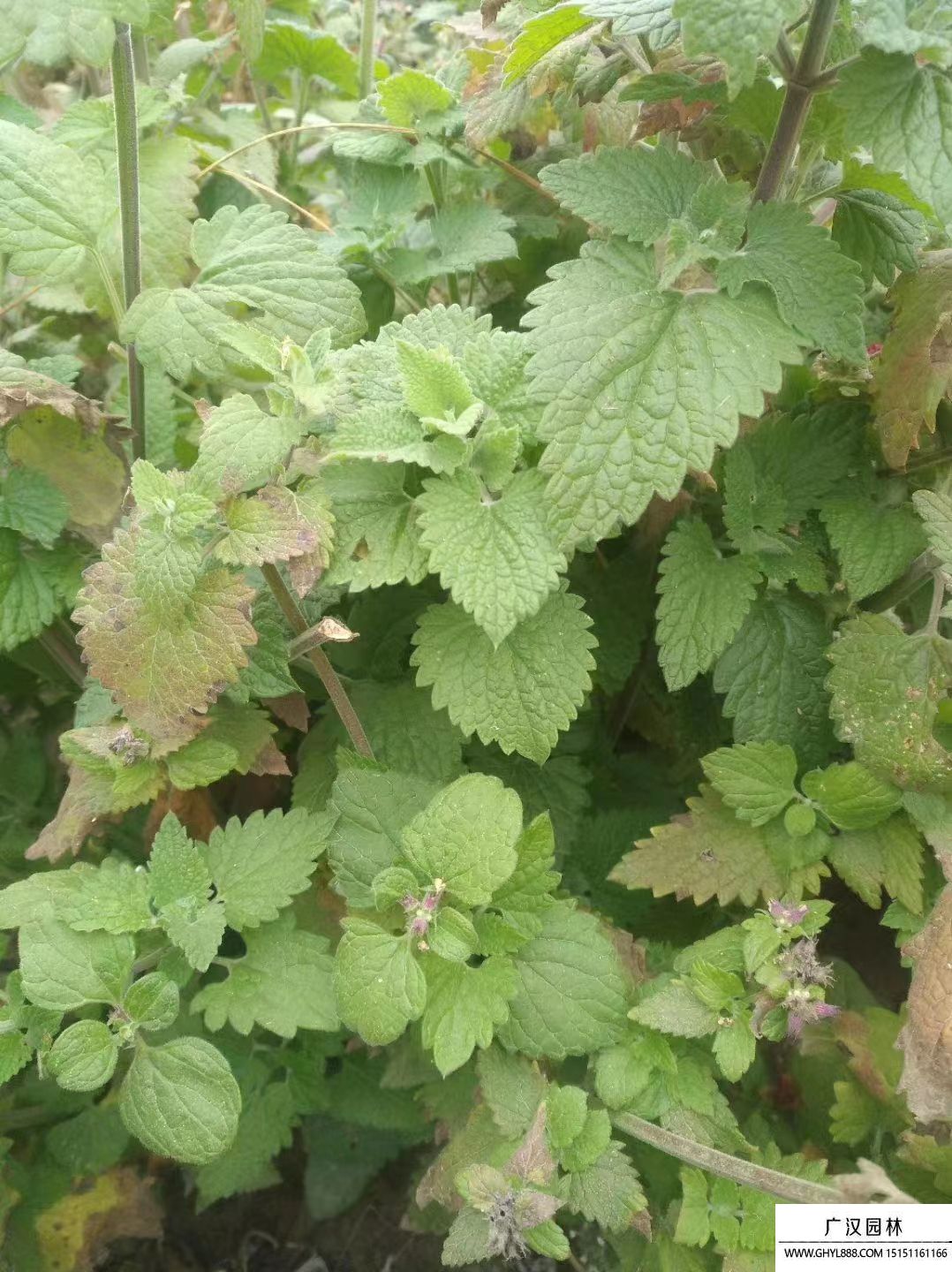 貓薄荷