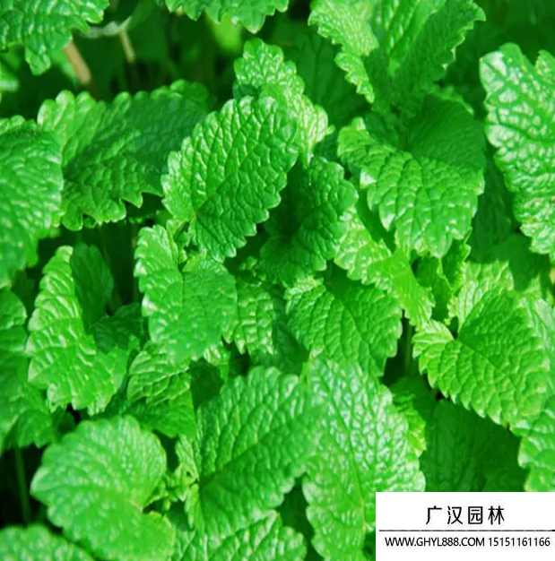 貓薄荷