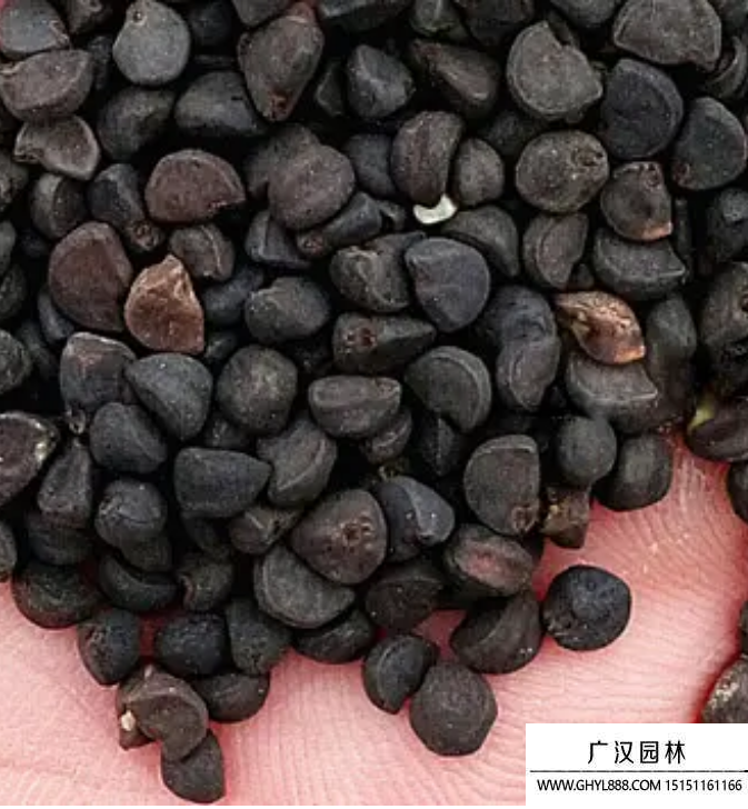 大花牽牛種子