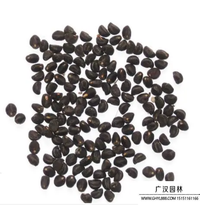 大花牽牛種子