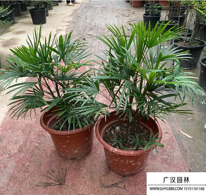 大葉棕竹