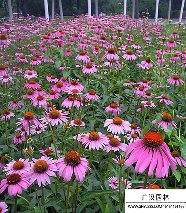 杜鵑花
