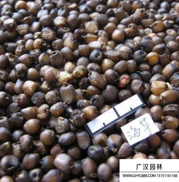 海芋種子