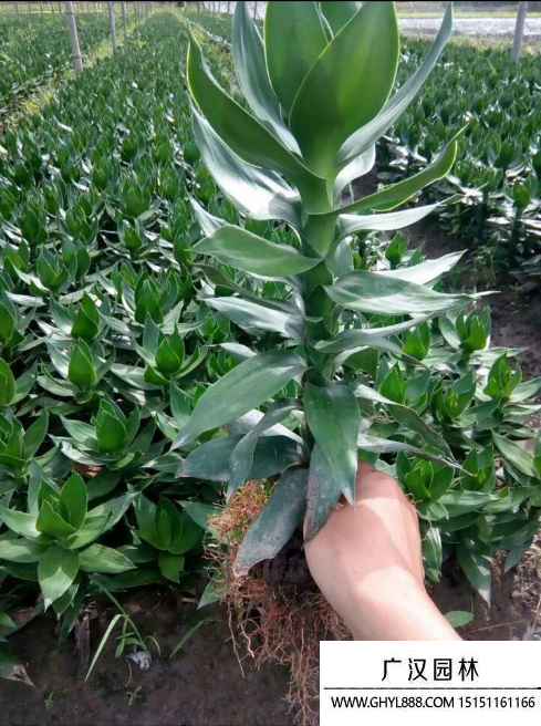 荷花竹種子