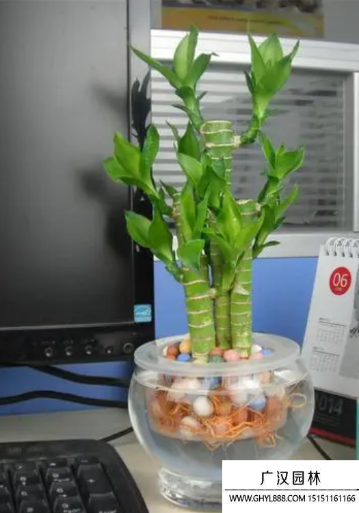 荷花竹種子