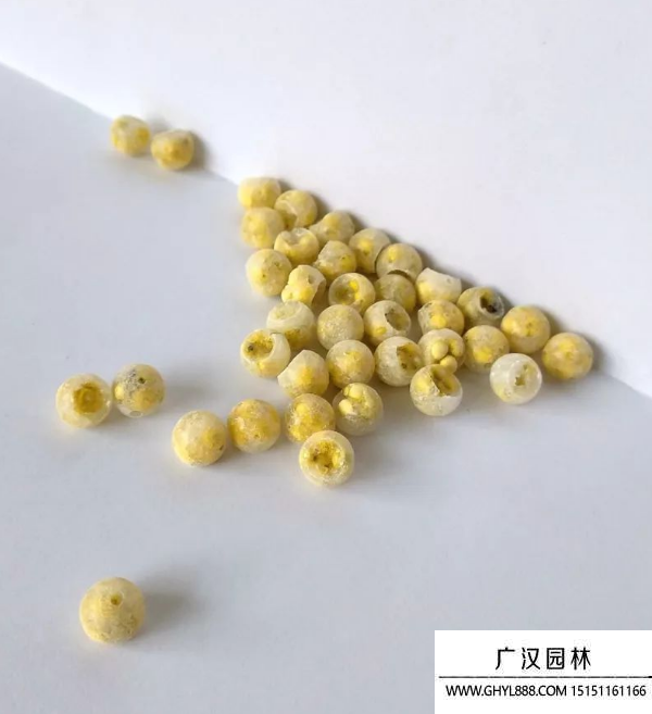 集束丸化種子