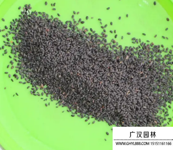 脯甜羅勒種子