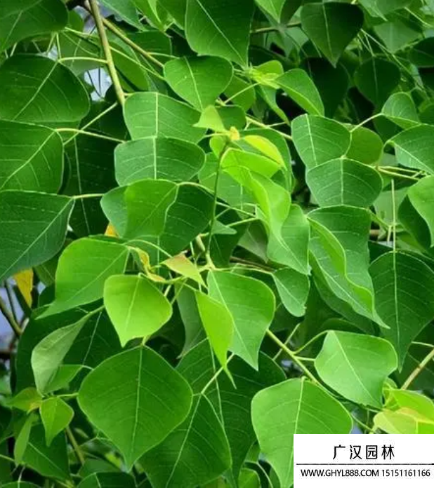 山烏桕
