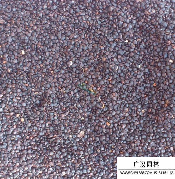 辛夷種子