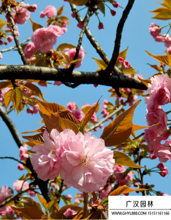 垂枝櫻花