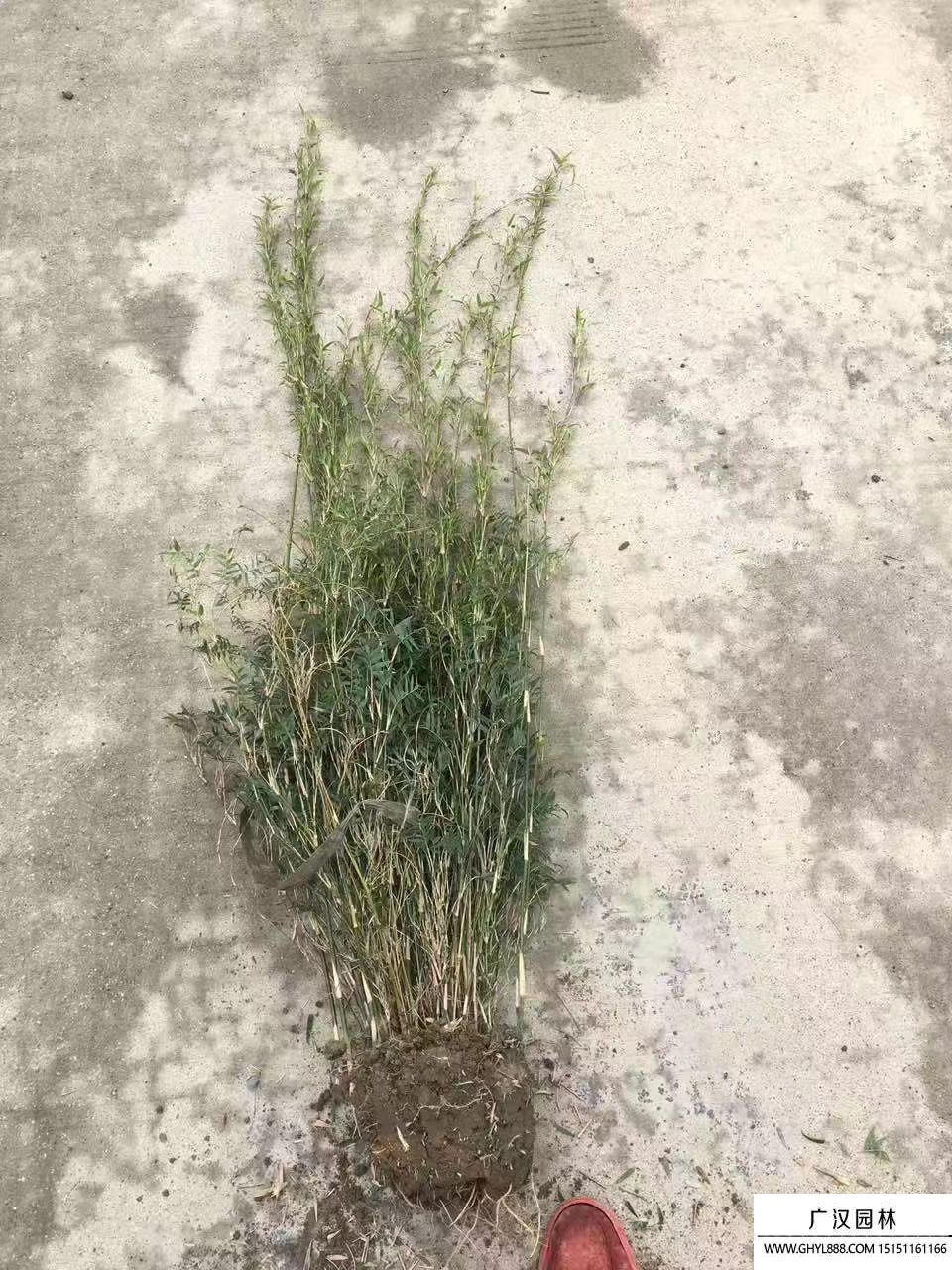 鳳尾竹