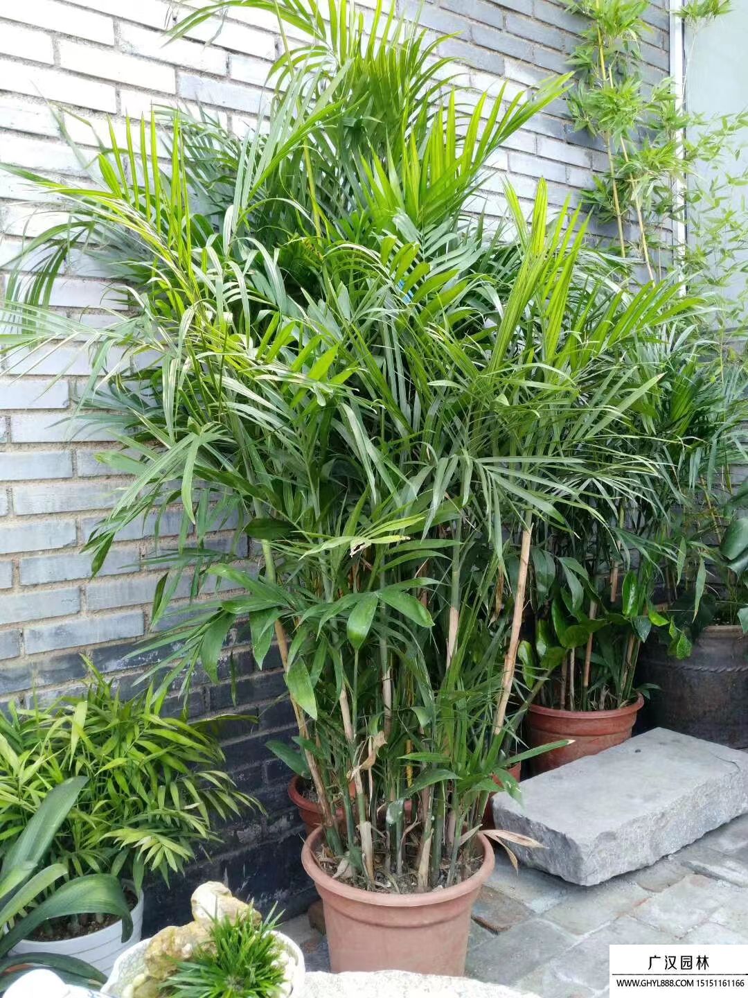 鳳尾竹