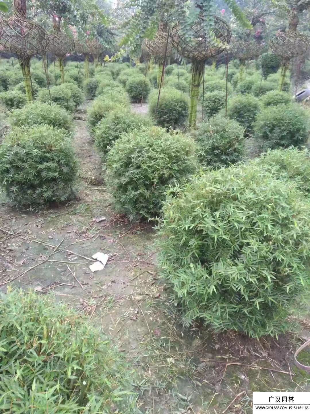 鳳尾竹