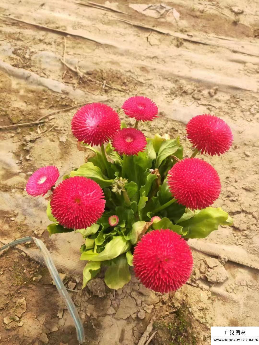 雛菊 