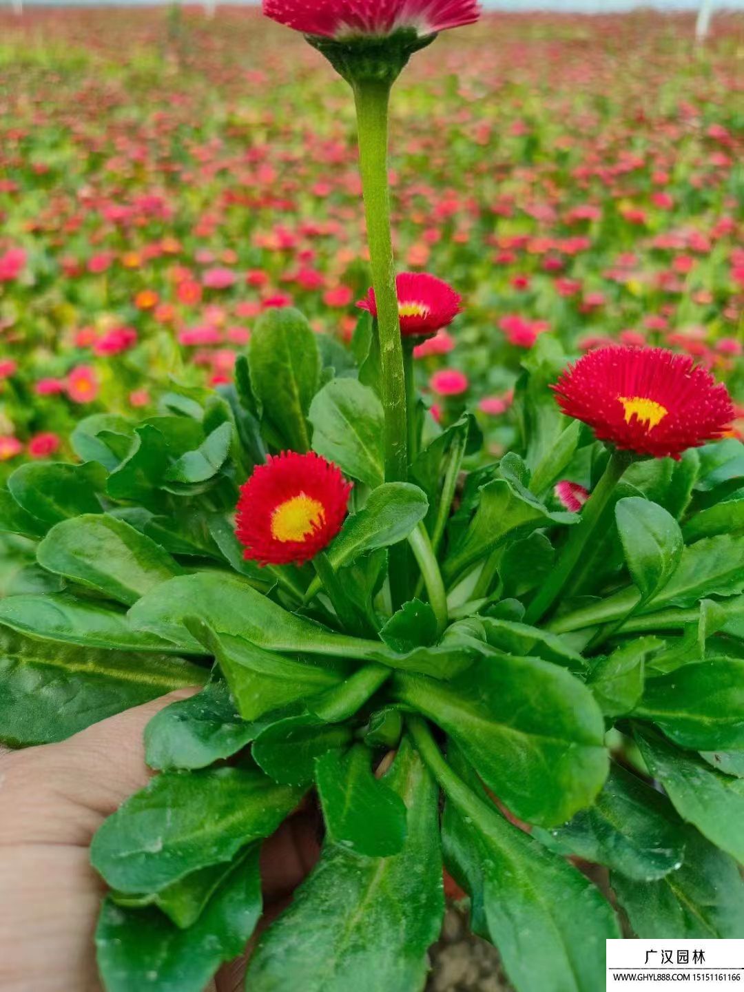 雛菊