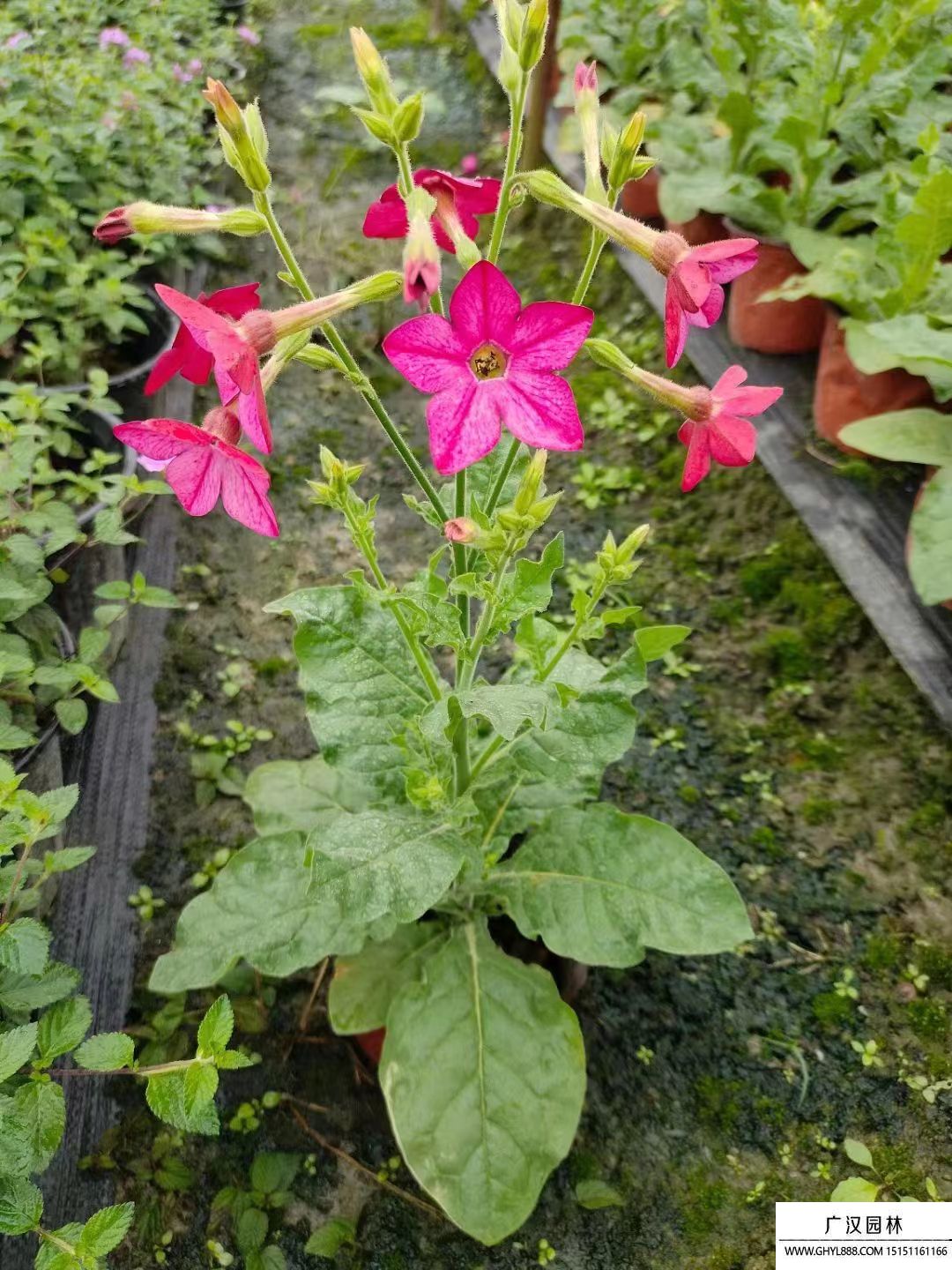花煙草