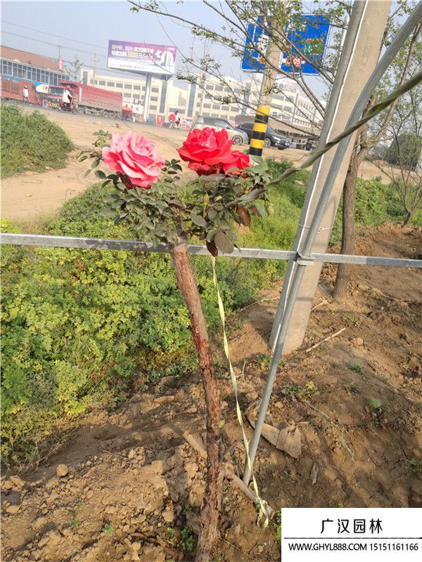 樹狀月季