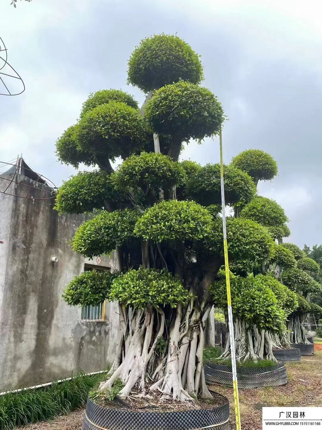 榕樹 