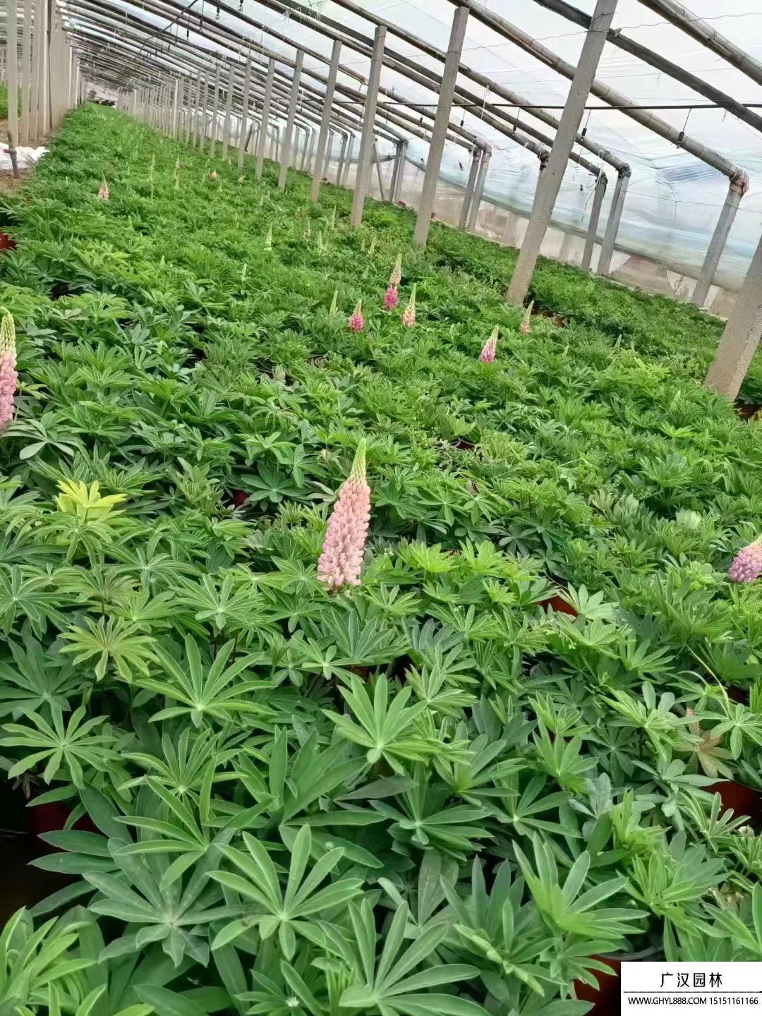 魯冰花